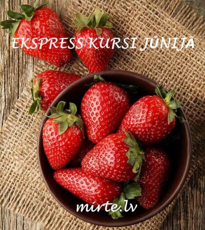 Darba laiks svētkos MIRTE