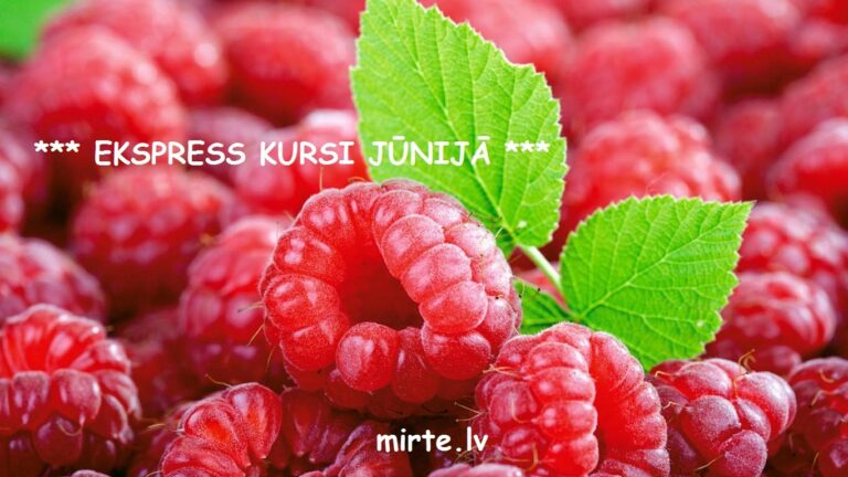 Darba laiks svētkos MIRTE